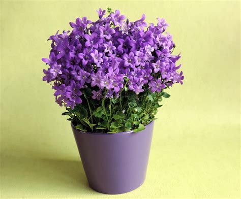 gambar bunga  pot pickini