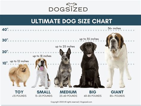 ultimate small medium  large size chart  dogs