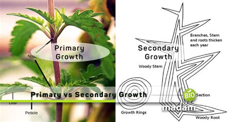 difference  primary  secondary growth biomadam