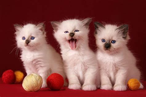 cute kittens hd desktop wallpaper widescreen high definition