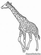 Giraffe Jerapah Mewarnai Girafa Jirafa Ausmalen Jirafas Giraffes Diwarnai Hellokids Desenhar sketch template