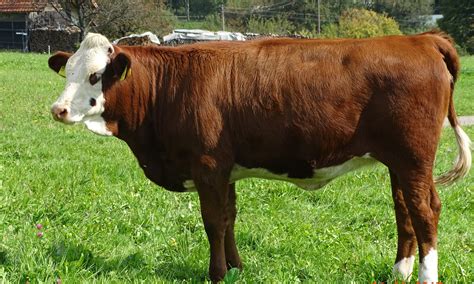 list  native german cattle breeds native breedorg