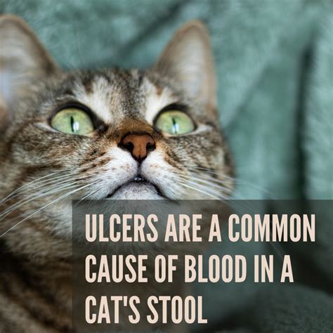 common   blood  cat stool cat meme stock pictures