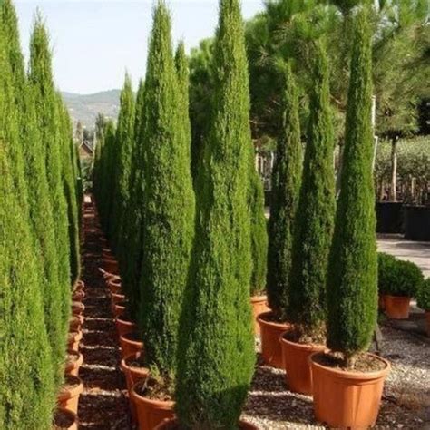 italian cypress tree seeds cupressus sempervirens seeds etsy
