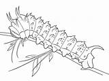 Seda Raupe Ausmalbilder Gusanos Caterpillar Ausmalbild Bruco Moth Silkworm Ausdrucken Schmetterling Supercoloring Oruga Template Silk Printmania Malvorlagen sketch template