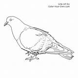 Pigeon Coloring Pages Colouring Rock Printable Drawing Preschool Bird Color Index Children Additions Newest Tweet Line Own sketch template
