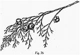 Tree Cypress Getdrawings Drawing sketch template