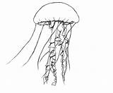 Jellyfish Drawing Draw Fish Drawings Simple Cartoon Jelly Animals Cliparts Easy Coloring Pencil Realistic Clipart Central Tattoo Sketch Printable Library sketch template