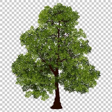 tree clipart realistic picture  tree clipart realistic
