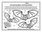 Echolocation Bats Worksheet Amazing sketch template