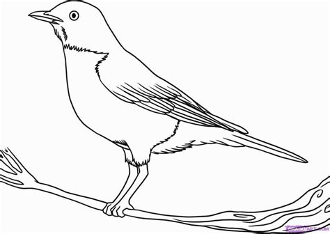 robin bird drawing  getdrawings