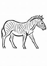 Zebra Coloring Pages Printable Print Kids Cute Clipart Sheets Library Popular Books sketch template