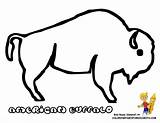 Buffalo Coloring Pages Clipart Simple Outline Drawing Printable Bison Template Print Kids American Color Indian Line Pdf Coloringhome Gif Colouring sketch template