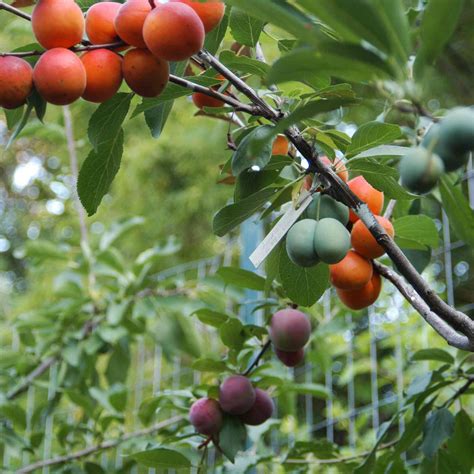 gorgeous tree grows  kinds  fruit