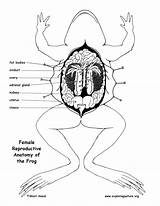 Reproductive Frog Anatomy System Diagram Female Drawing Labeling Exploringnature Getdrawings sketch template