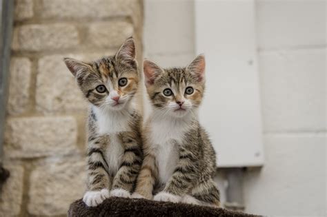 Neutering And Spaying Your Cat Or Kitten Blue Cross
