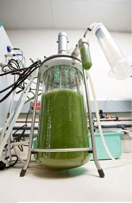 solazyme developing cheaper algae biofuels brings jobs