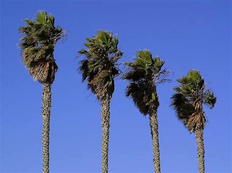 imagine gratuita palmieri