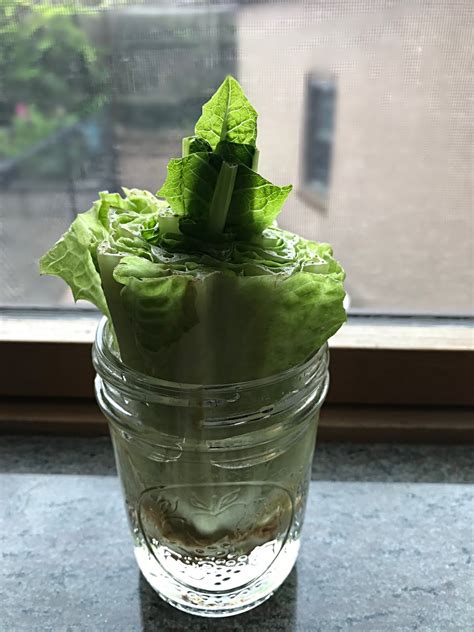 grow lettuce julies creative lifestyle