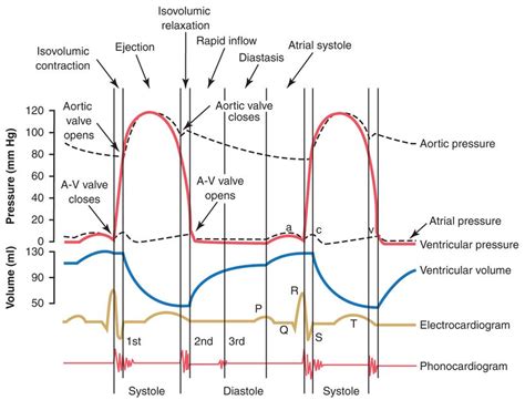 cardiology cardiac cycle  atrial contraction biology stack exchange