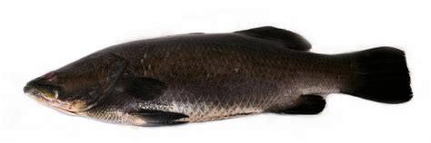 Is Chilean Sea Bass Endangered With Pictures
