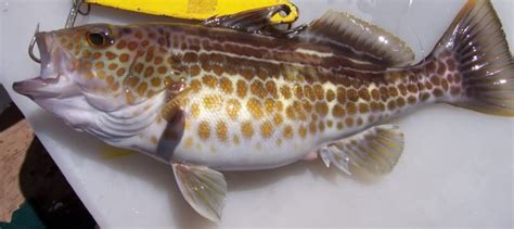 Gold Spotted Sand Bass