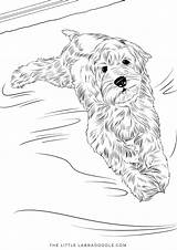 Coloring Labradoodle Retriever Mandy Lounging Doodles Justcoloringbook sketch template