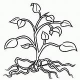 Roots Plant Coloring Pages Clip Plants Clipart Tree Drawing Flower Tomato Colouring Flowers Stem Cliparts Trees Root Leaves Drawings Color sketch template