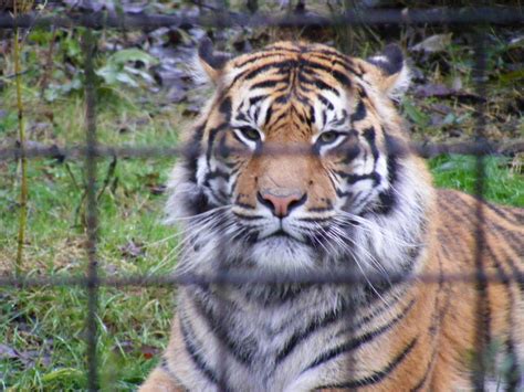 fabi  sumatran tiger  chester zoo  december  zoochat