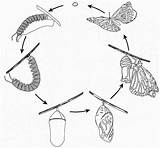 Metamorfose Borboletas Lifecycle Borboleta Morpho Fases Lagarta Ciclo Butterflies Cris sketch template