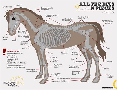 skeletal anatomy horses horse anatomy horse camp