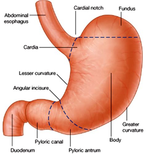 stomach  duodenum rme