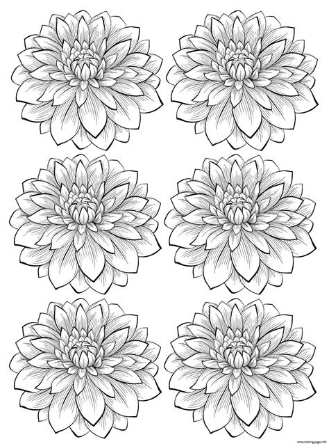 adult  dahlia flower coloring page printable