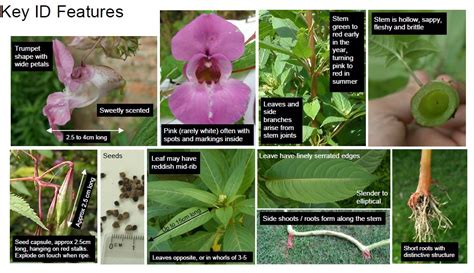 himalayan balsam invas biosecurity ireland