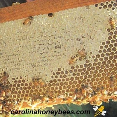 clean beeswax  easy  carolina honeybees