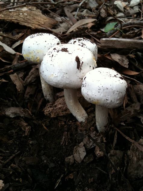 Melbourne Edibles Agaricus Mushroom Hunting And Identification