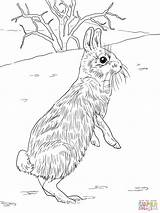 Coloring Rabbit Cottontail Jackrabbit Pages Standing Printable Peter Drawing Colouring Rabbits Getdrawings Hare Jack Disney Marsh Library Domestic Categories Comments sketch template