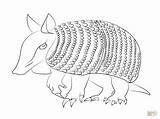 Armadillo Coloring Pages Armadilo Clipart Printable Drawing Silhouettes Webstockreview sketch template