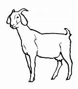 Goat Cabras Cabra Pygmy Ziege Goats Patchwork Páginas Niños Uma Clipartmag Coloringhome Malvorlagen sketch template