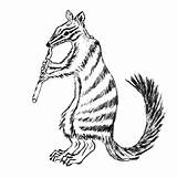 Numbat Coloring Pages Animal Color Animals Sheet Animalstown Town Choose Board sketch template