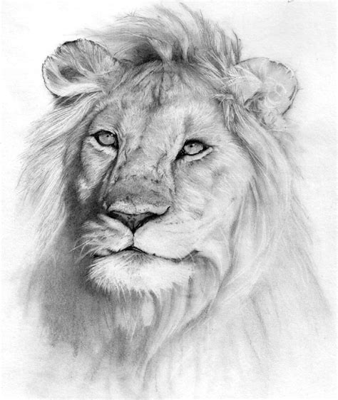 lion pencil drawing  photo  flickriver
