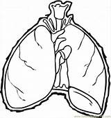 Lungs Clipartmag sketch template