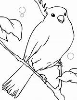 Canary Coloring Pages Color Desene Animals Colorat Cu Print Imagini Canar Template Printable Kids Planse Getcolorings Songbirds Animal Back Gif sketch template