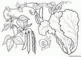 Frijoles Fagioli Radis Lattuga Verduras Frijol Verdure Lechuga Piselli Colorkid Alface Laitue Pois Feijão Beans Crecimiento Peas Ervilhas Colorier sketch template