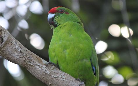 chance  norfolk island green parrot  pledge  support australian wildlife