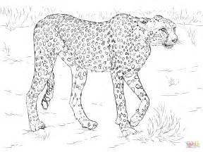 cheetah coloring page  printable coloring pages