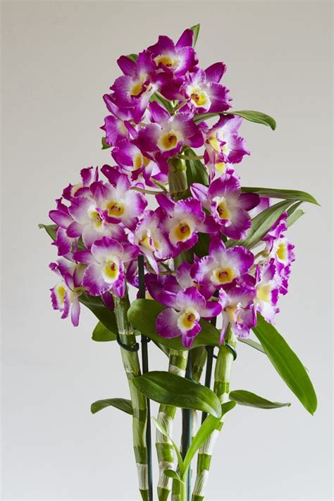 dendrobium  bamboo style orchid orchid flower orchids dendrobium orchids