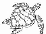 Turtle Loggerhead Drawing Coloring Pages Paintingvalley Identity sketch template
