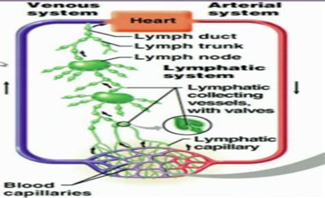 Hap 1 Lymphatic System Flashcards By Proprofs