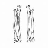 Arm Bones Vector Clip Illustrations Human Realistic sketch template